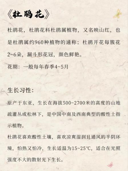 杜鹃花该如何养殖?杜鹃花如何养殖才能开花?