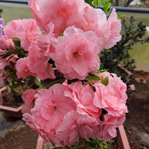 杜鹃花该如何养殖?杜鹃花如何养殖才能开花?