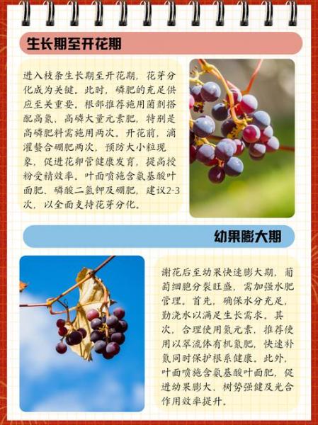 葡萄种植需要施什么肥料?种植葡萄应该施哪些肥料?