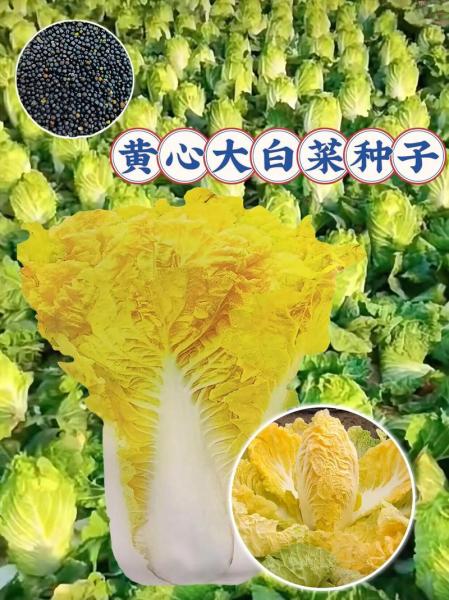 大白菜种子怎么种植方法,大白菜种子功效与作用?