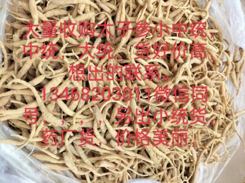 太子参收购最新价格今日?太子参出售?