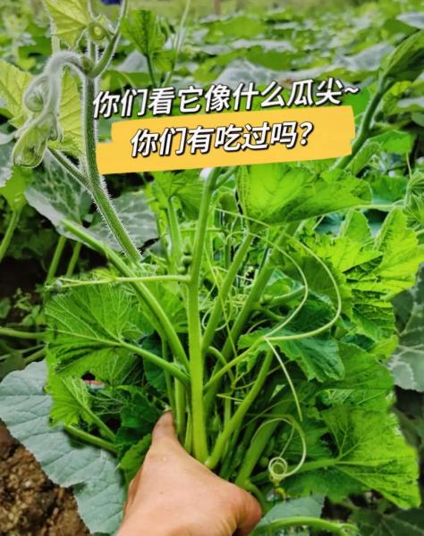 丝瓜种植如何打尖?丝瓜尖怎么种?
