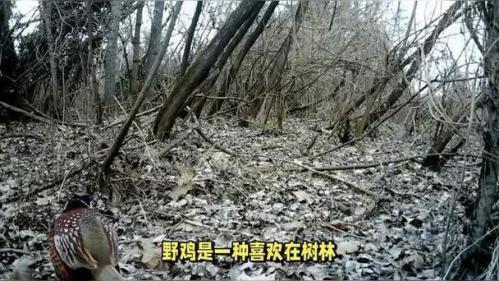 冬天抓野鸡最好的办法是什么?冬天怎样抓野鸡?