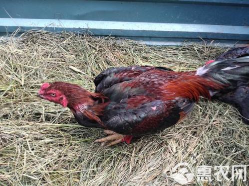 大肉食鸡价格多少,市场肉食鸡现在什么价格?