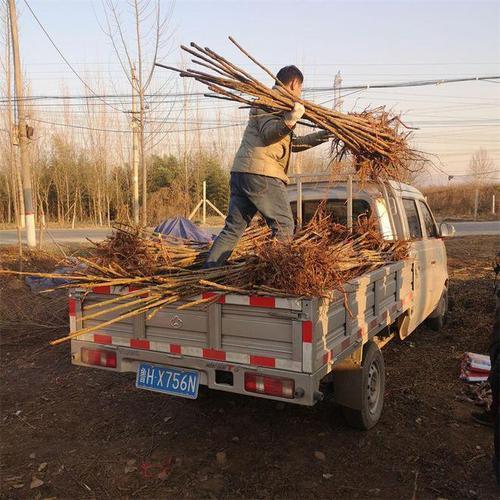 香椿怎么种植方法?香椿种植方法全过程?