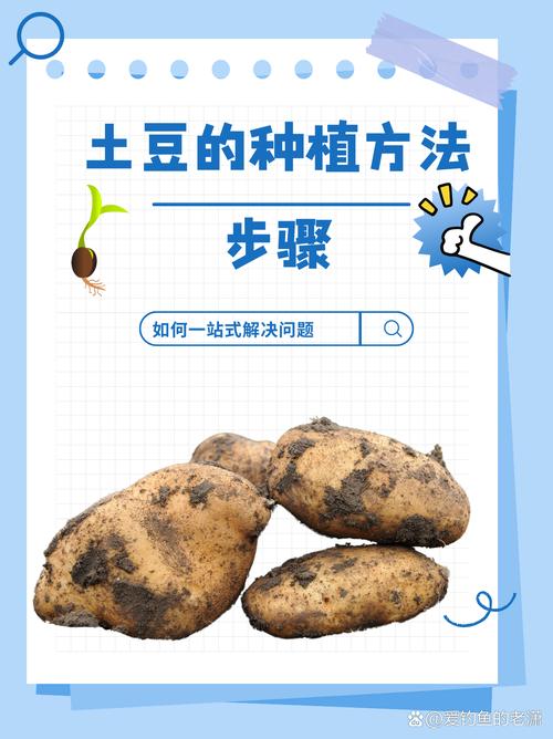 马铃薯种植条件及技术要点,马铃薯的种植条件?