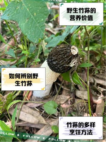 竹荪羊肚菌价格多少钱一斤?竹荪 羊肚菌 区别?