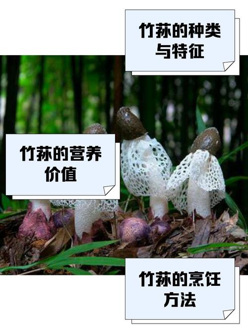 竹荪羊肚菌价格多少钱一斤?竹荪 羊肚菌 区别?