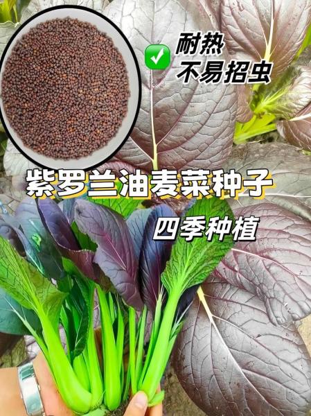 蔬菜种植步骤,蔬菜种植步骤和方法