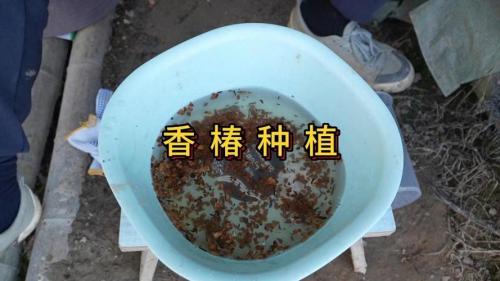 香椿种子怎样种植?香椿种子怎样培育出苗?