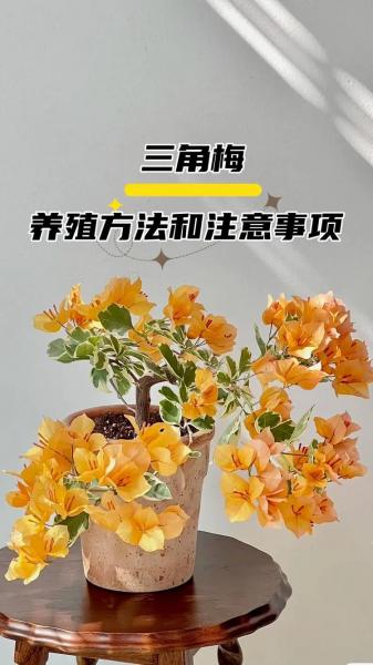 花卉三角梅的养殖方法?三角梅花的养殖方法视频教程?