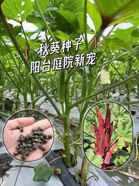 秋葵苗种植方法？秋葵苗种植方法视频？
