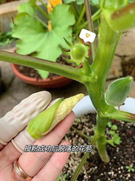 秋葵苗种植方法?秋葵苗种植方法视频?