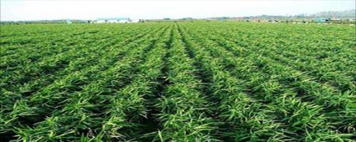 生姜种植利润怎么样,生姜种植经济效益