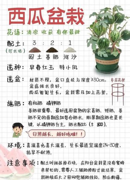 懒汉西瓜种植方法教程,懒汉西瓜真的不用整枝吗?