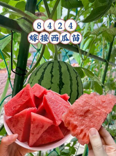 懒汉西瓜种植方法教程，懒汉西瓜真的不用整枝吗？