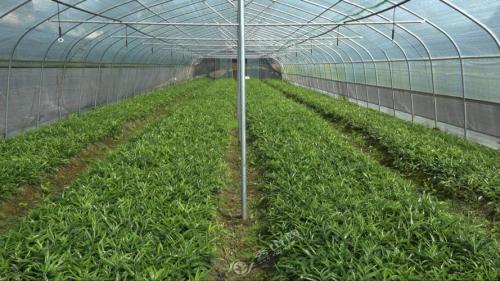 广东哪里有黄精种植基地