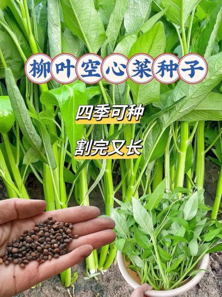 空心菜种子种植方法,空心菜种子种植方法图解?