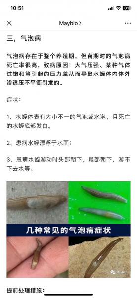 养殖水蛭靠谱吗,养殖水蛭有什么作用