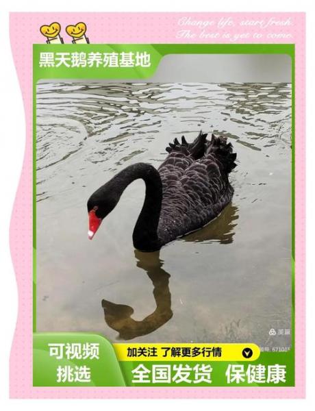 人工养殖黑天鹅能吃吗,养殖黑天鹅的效益怎么样