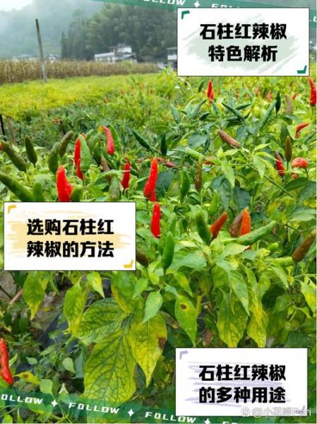 鲜红辣椒价格最新行情,鲜红辣椒价格最新行情分析