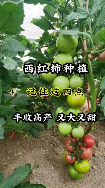 番茄的种植方式有哪些,番茄的种植技术?
