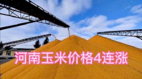 河南玉米最近价格如何,河南玉米价钱