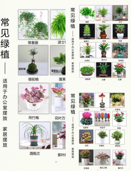 绿巨人花卉养殖方法，绿巨人绿植怎么养
