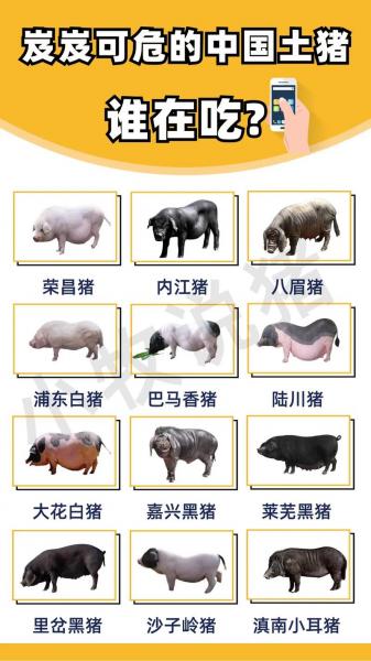 猪都分什么品种,猪分哪些品种