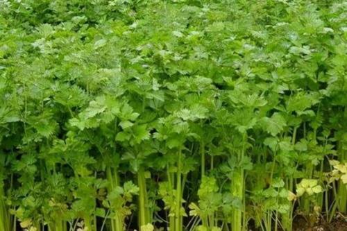无水种植蔬菜有哪些?无水种植蔬菜有哪些图片?