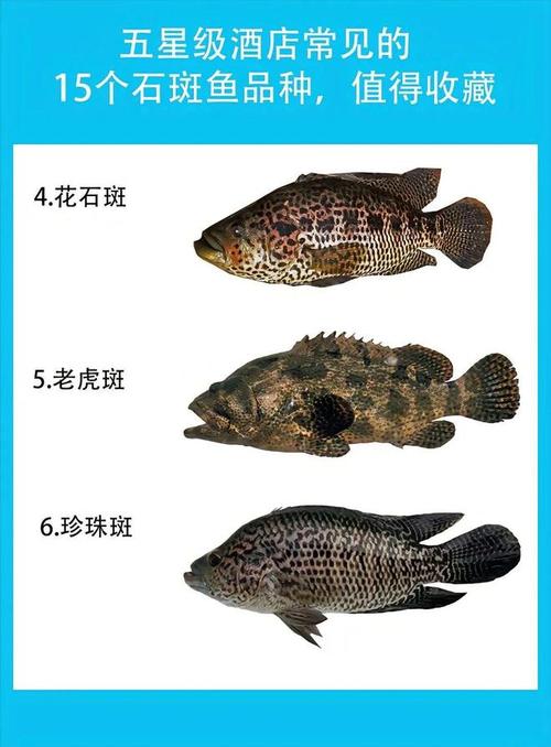 请问石斑鱼市场价多少钱一斤?石斑鱼卖多少钱?