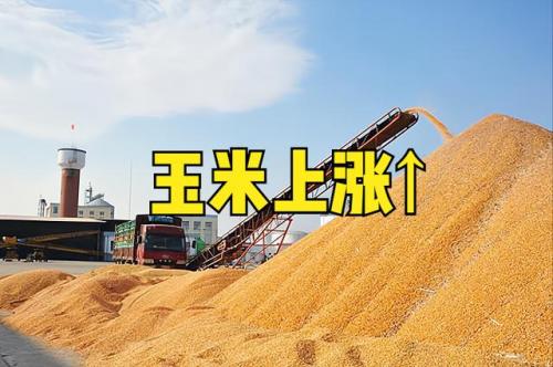 玉米价格上涨了多少?玉米价格上涨了多少倍?