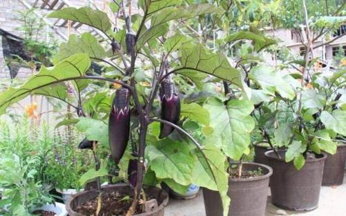 露天茄子种植时间和方法,露天茄子的种植技术和管理