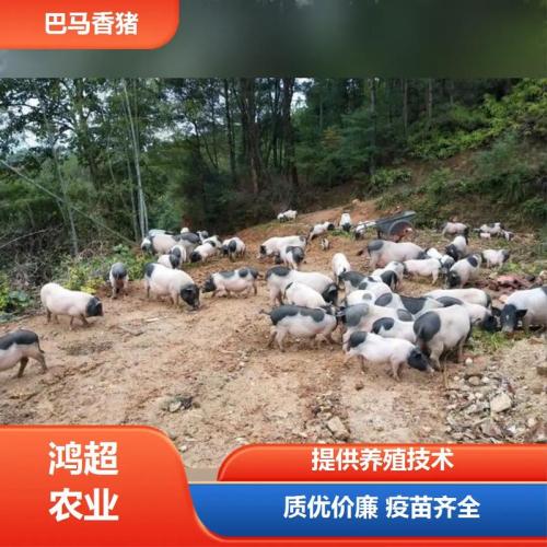 附近哪里有猪苗卖，附近猪苗批发市场？