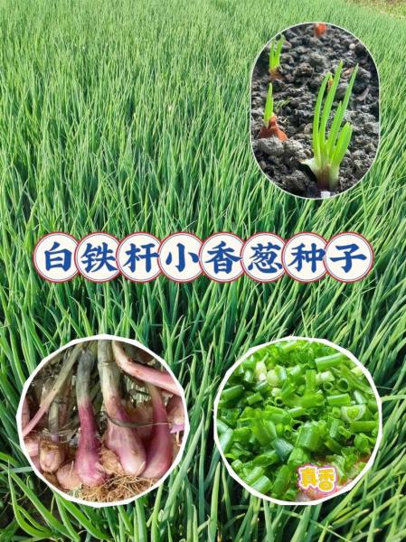 大葱种子的种植方法,大葱种子的种植方法图解?