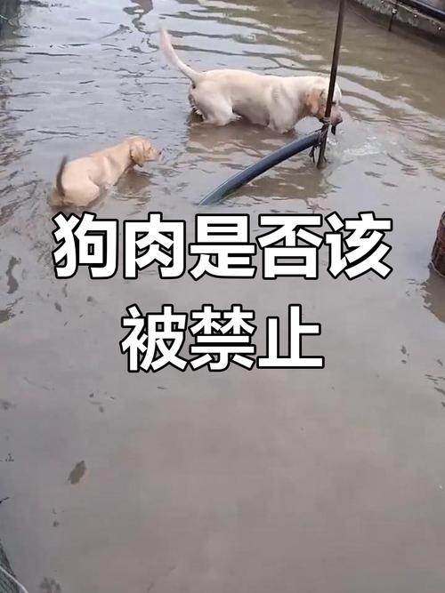 农业农村部禁止吃狗肉合法吗?农业农村部 禁止吃狗肉?