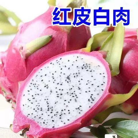 火龙果苗的盆栽种植方法，火龙果盆栽种植技术