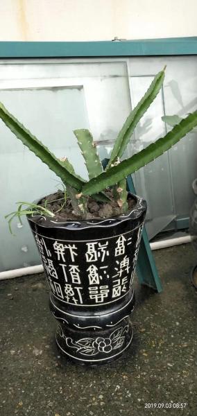 火龙果苗的盆栽种植方法,火龙果盆栽种植技术