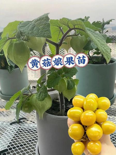 姑娘果的种植方法，姑娘果的种植方法的视频？