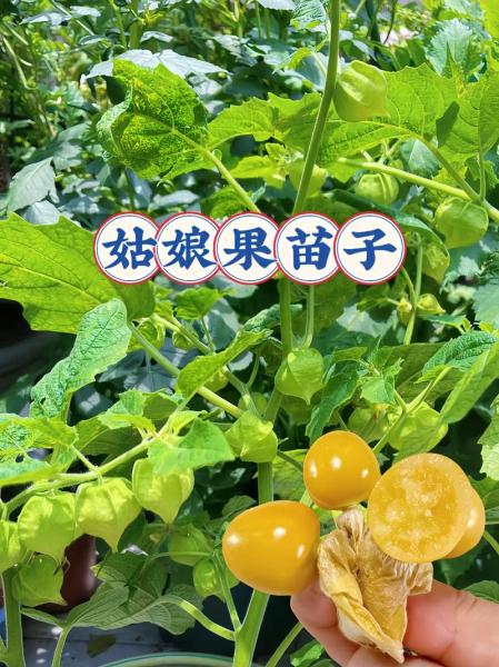 姑娘果的种植方法,姑娘果的种植方法的视频?