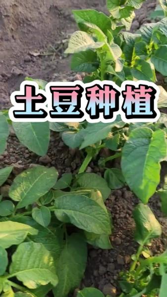 土豆种植时间及条件,土豆种植的最佳时间,需要的条件?
