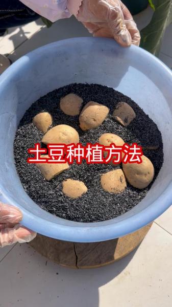 土豆种植时间及条件，土豆种植的最佳时间,需要的条件？