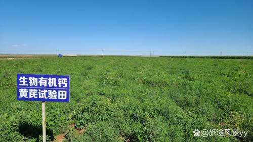 黄芪种植基地在哪里?黄芪种植地方?