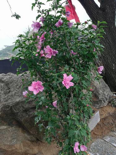 花关公的养殖方法和注意事项?关花是什么意思?