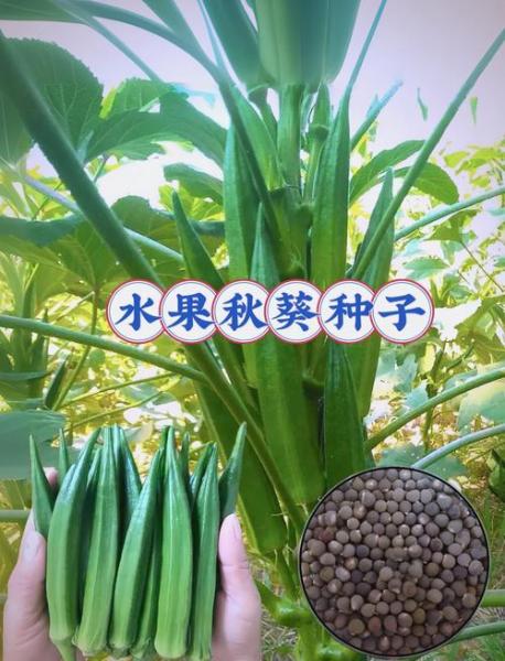 怎么种植秋葵，怎么种植秋葵出苗绿高