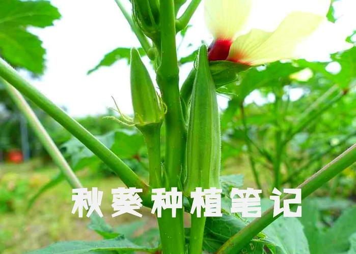 怎么种植秋葵,怎么种植秋葵出苗绿高