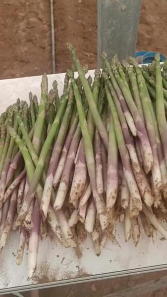 芦笋价格最新行情北京，芦笋价格最新行情北京最新消息