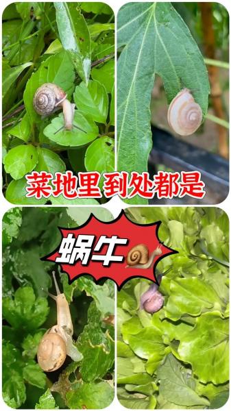 蜗牛养殖是真的吗会有人回收吗,蜗牛养殖骗局是怎么回事?