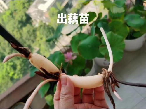 莲藕种植多久发芽?藕种上大概几天出芽??