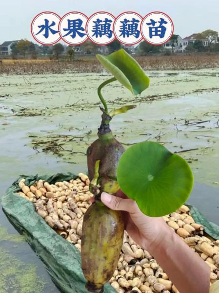 莲藕种植多久发芽?藕种上大概几天出芽??